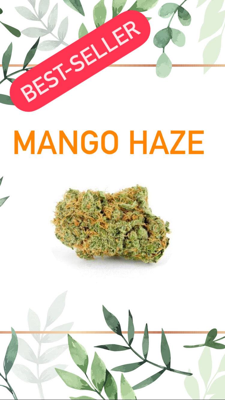 Mango Haze Indoor