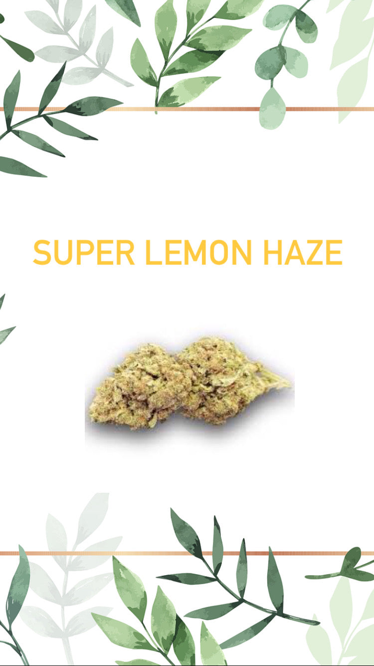 Super Lemon Haze Indoor