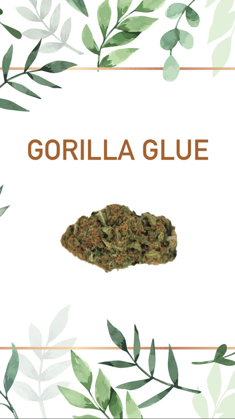 Gorilla Glue Indoor